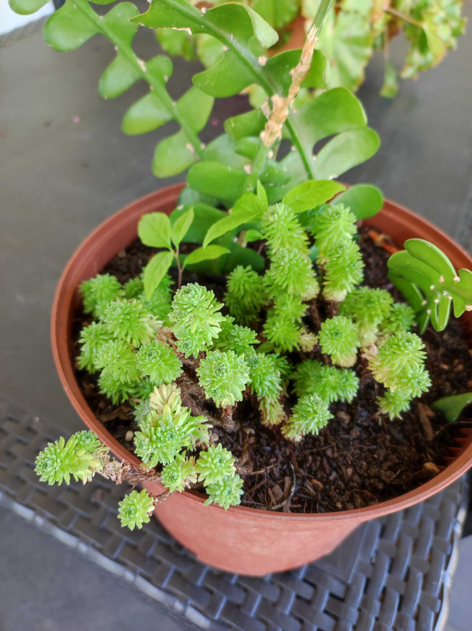 Linda planta super fácil cultivo.