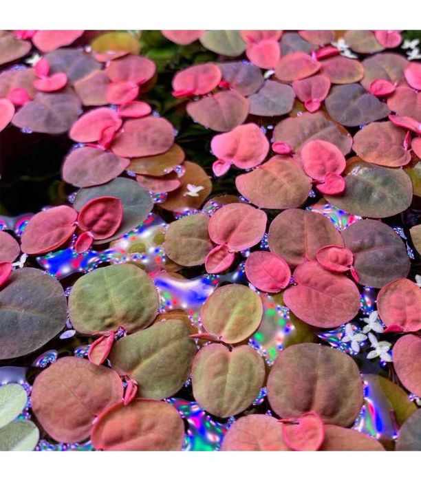 Phyllanthus fluitans, esponja flutuante – Planta aquática