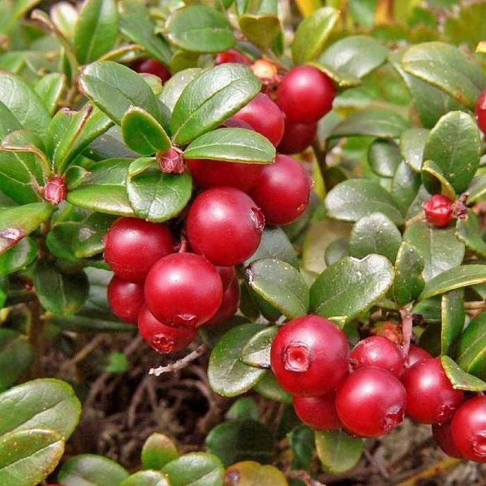 Саженцы брусники Коралл, Руно, саженцы клюквы Стивенс, Пилигрим