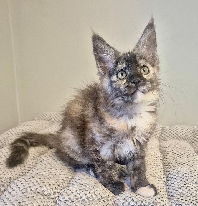 Calypso kotka rasy Maine coon!!!