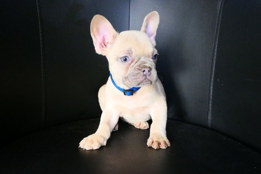 Buldog francuski aktualne