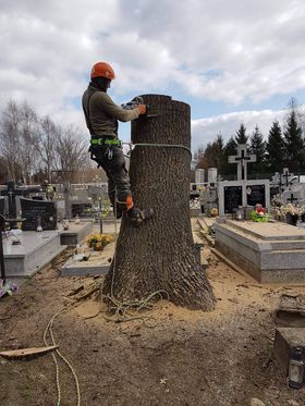 Wycinka i pielęgnacja drzew. Przycinanie żywopłotów i formowanie drzew