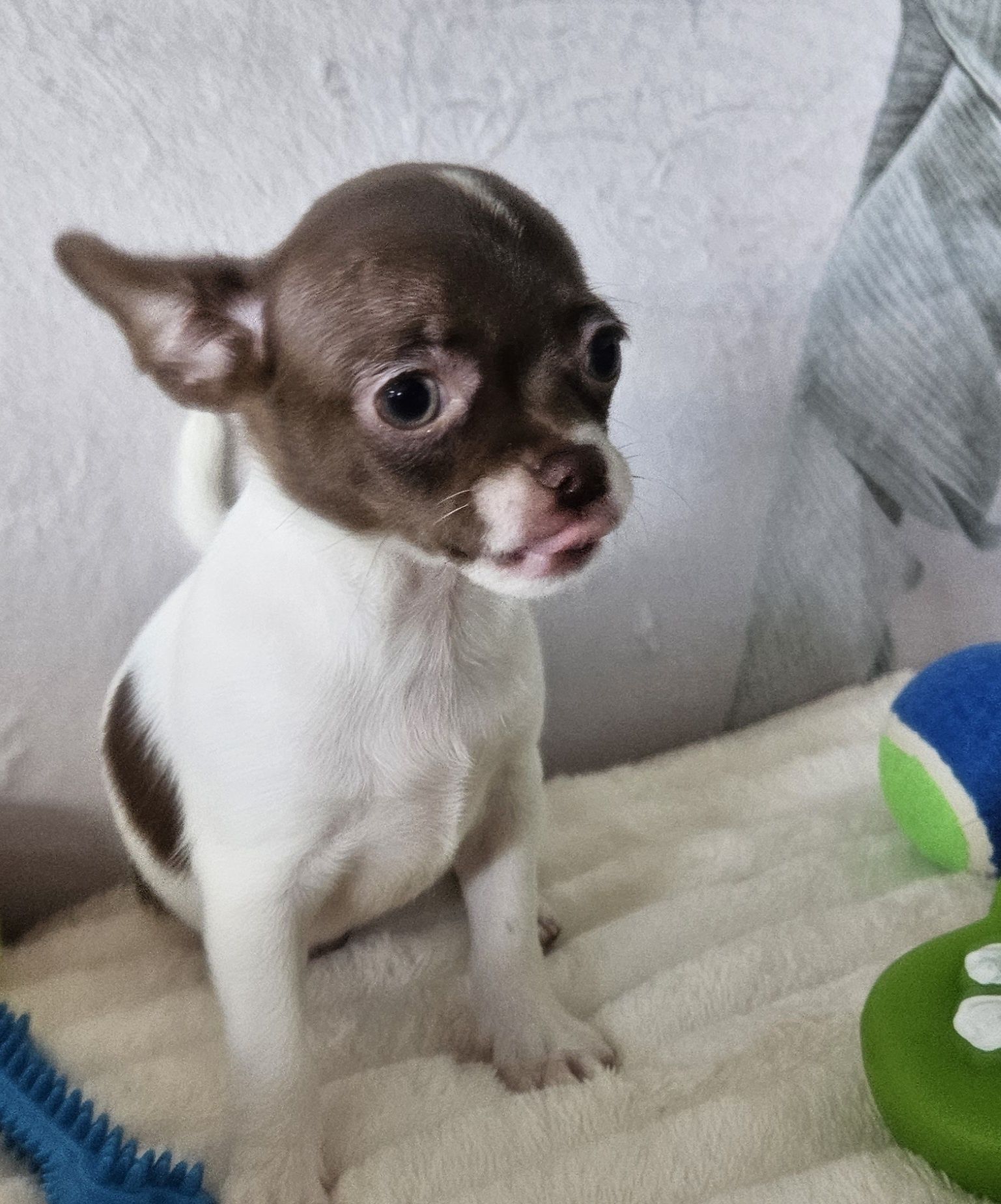 Chihuahua śliczna biało czekoladowa suczka gotowe do odbioru