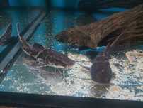 Sum Perrunynthis Perruno