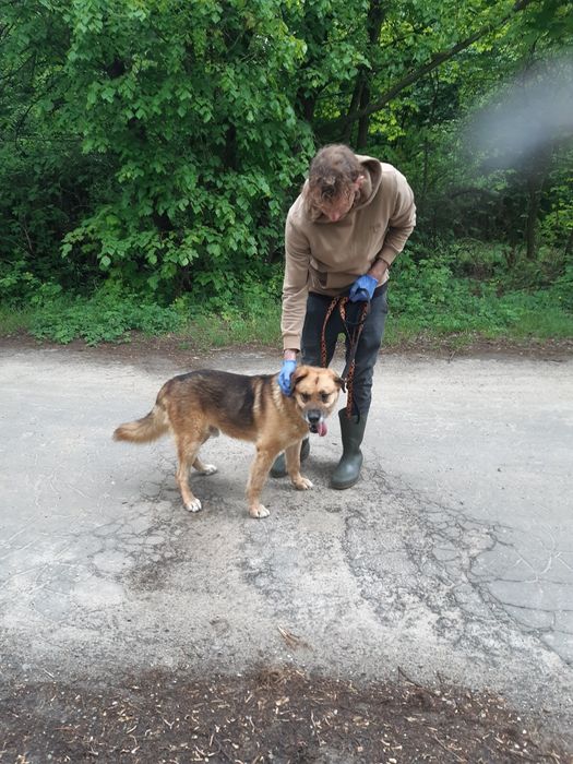 Super pies Marley do adopcji że schroniska .