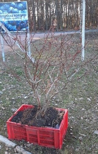 Borówka amerykańska - duże krzewy