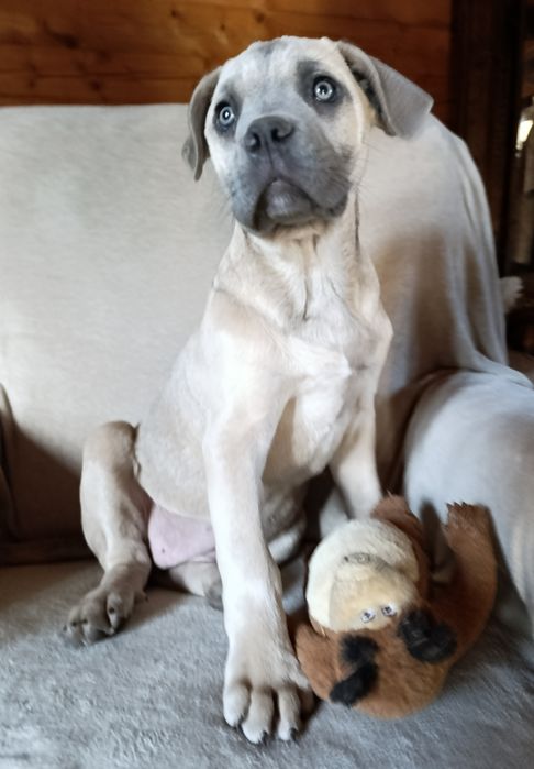 Suka suczka szczeniak Cane Corso płowa