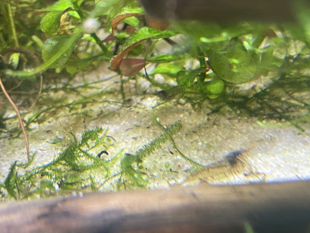 Krewetki neocaridina mieszane mix