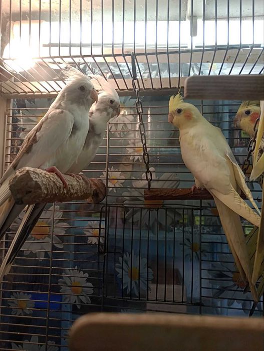 Пацюк, Криска,Гризун,Тваринка