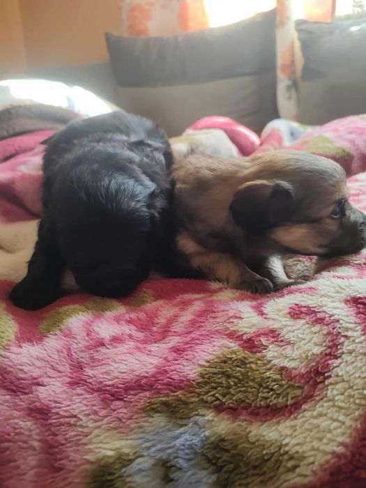 oddam za darmo pieski