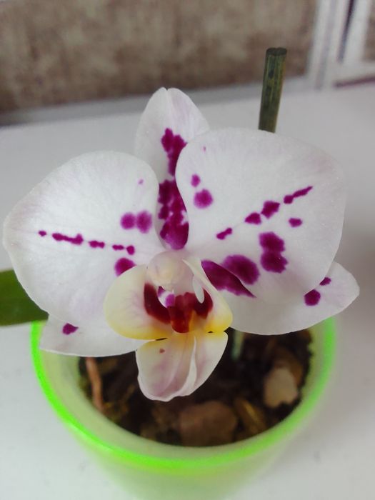 Орхидея из домашней коллекции.