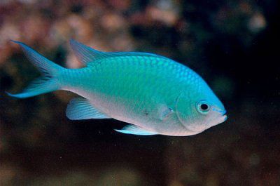 Akwarium morskie - Chromis viridis