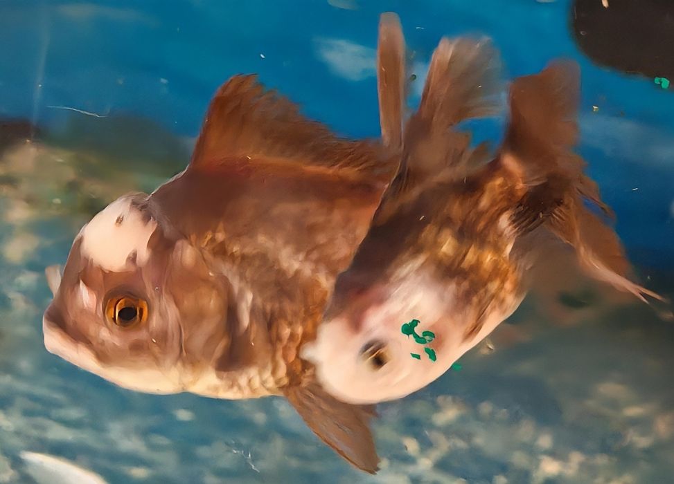 Welon oranda panda Aquafizz Creative