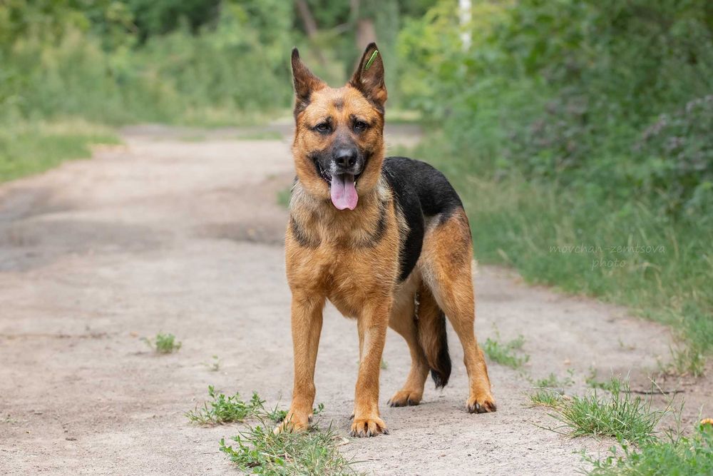 Пальма в пошуках родини