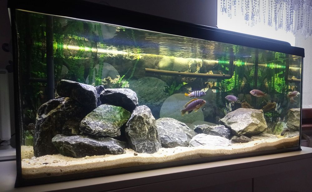 Akwarium Malawi 160L z rybkami + szafka + filtr kubełkowy + pełny zest