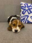 Beagle szczeniak aktualne