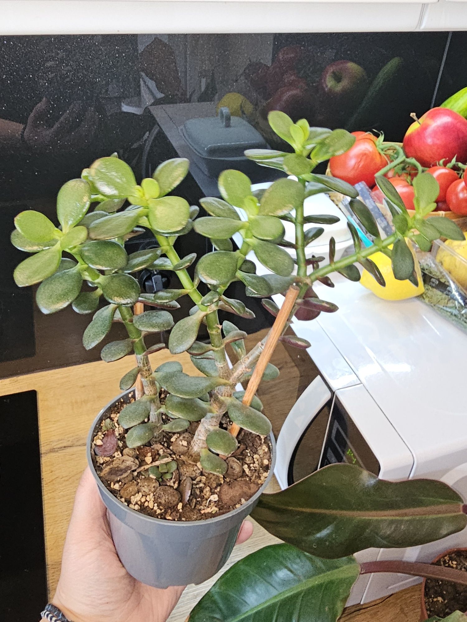 Trzykrotka, grubosz, filodendron
