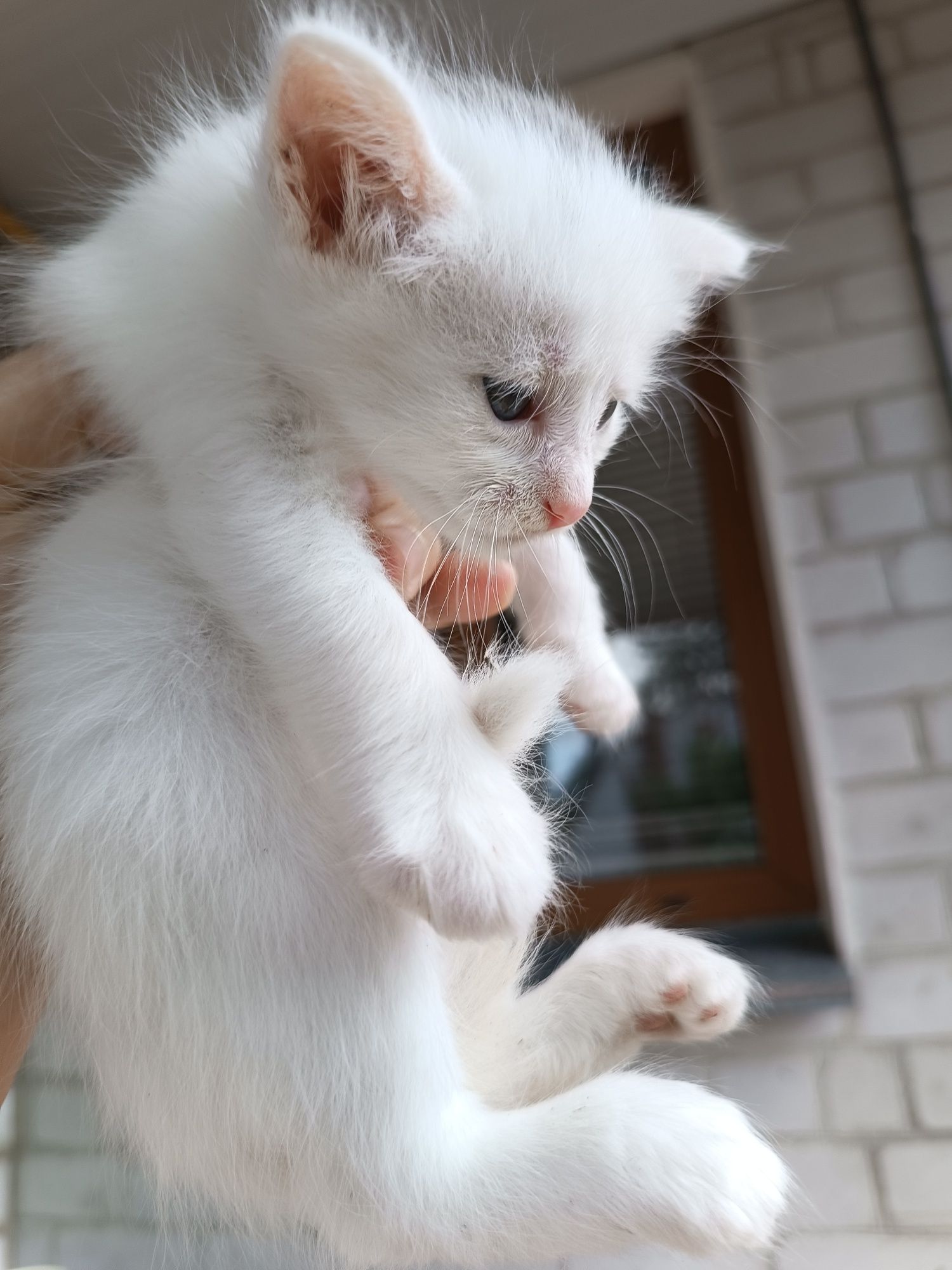 Кошенята, котята, девочка и мальчик, 1 месяц