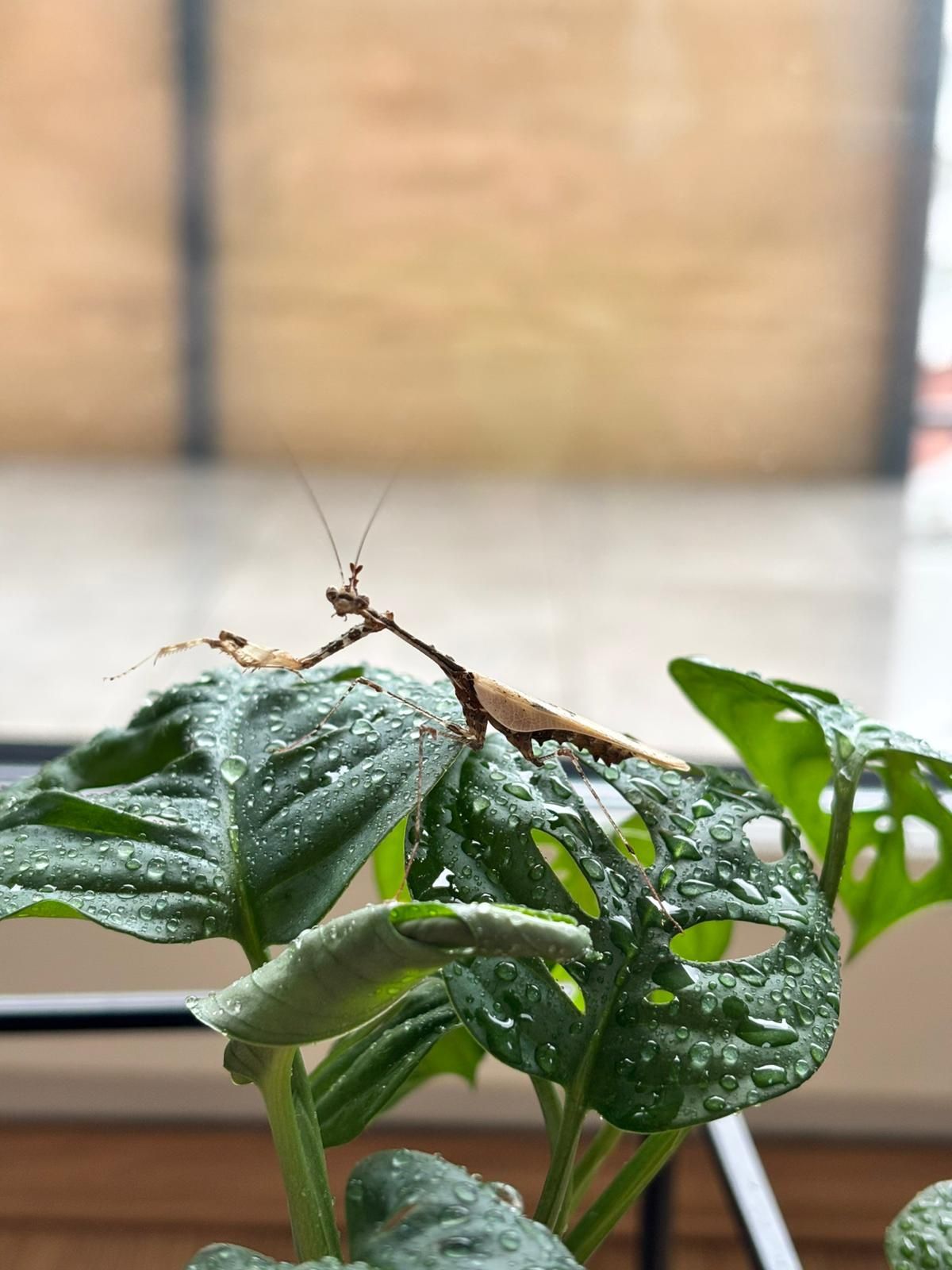 Modliszka samiec imago Sybilla Preitiosa