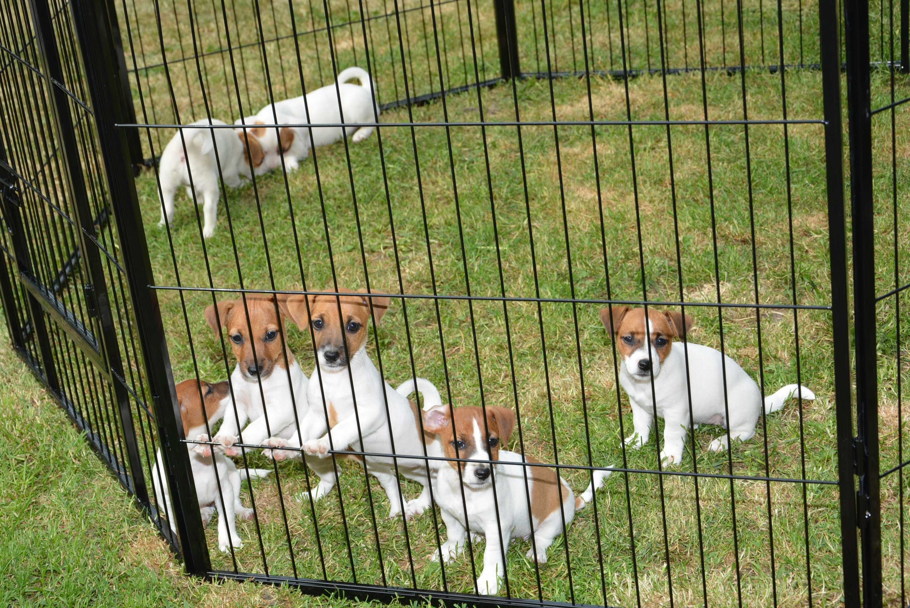 Jack Russell Terrier - piesek biało-rudy