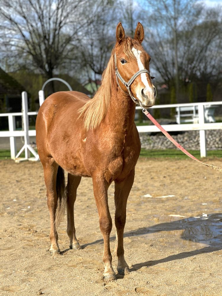 American Quarter Horse Ogierek