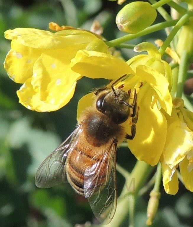 Miody naturalne rzepakowe, WYPRZEDAŻ 30 ZŁ