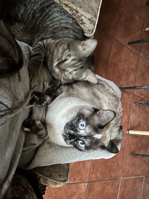 Adoção de duas gatas