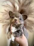 liliak szczeniak chihuahua