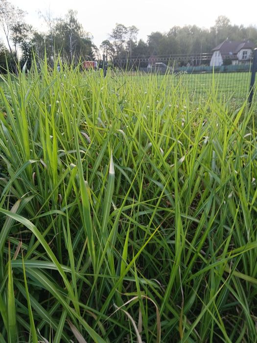 Producent trawy ozdobne miskant prosso