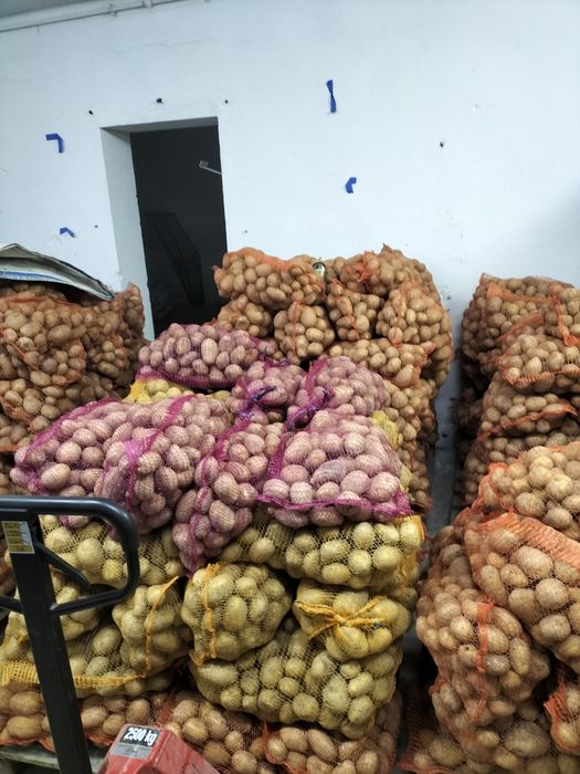 Ziemniaki sadzeniaki Soraya