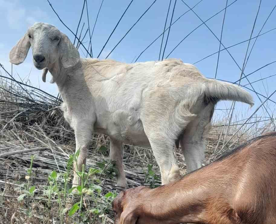 Кізка  АнглоНубійська 75%