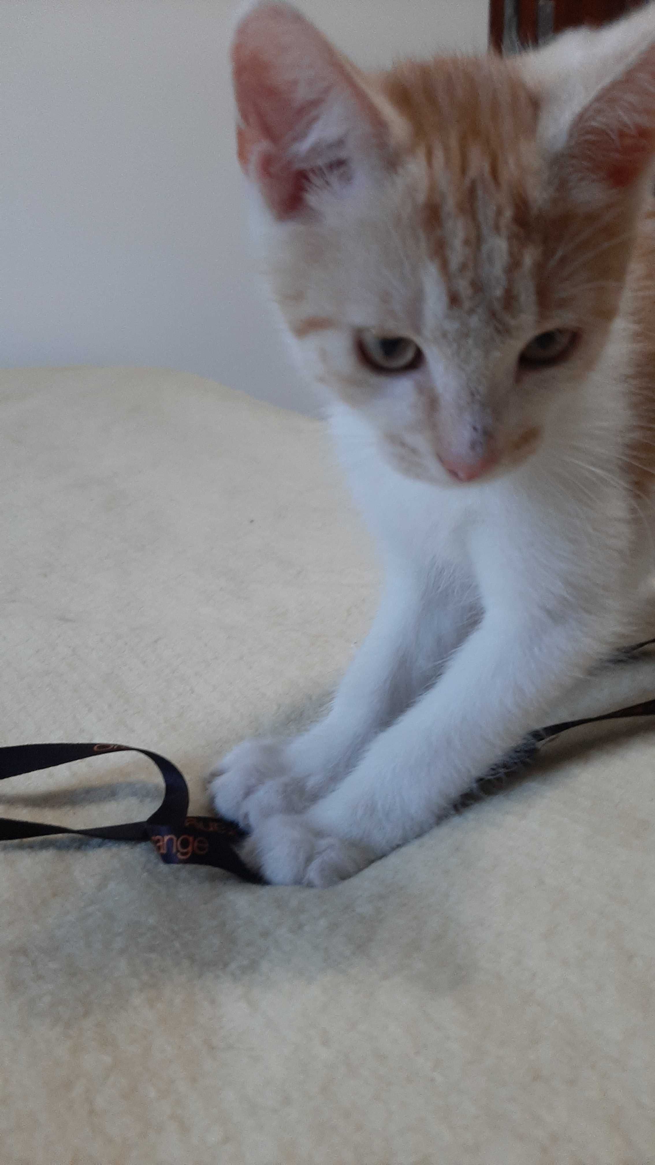 Zdrowy rudy kociak do adopcji
