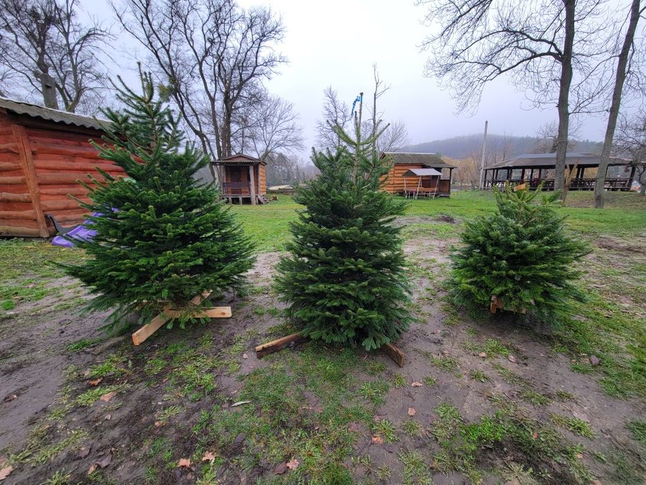 Живая Елка Ялинка, Пихта Нордмана