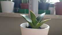 Sansevieria abbey crown