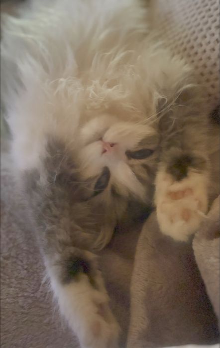 Ignacy zwany Krówciem  kocurek szkocki prostouchy PZF