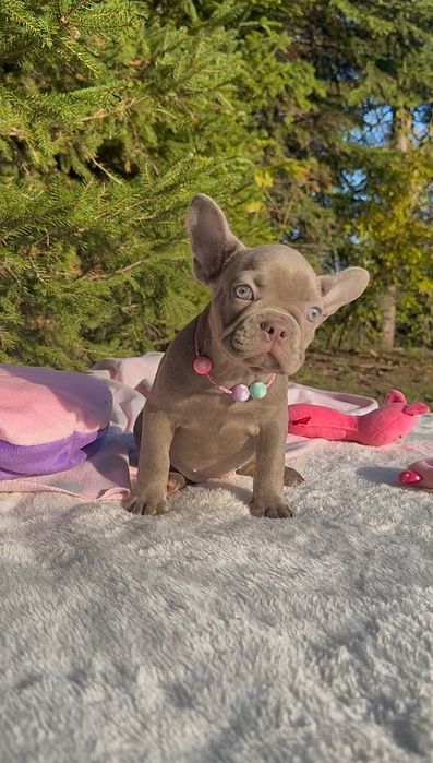 Buldog Francuski dziewczynka New shade Isabella
