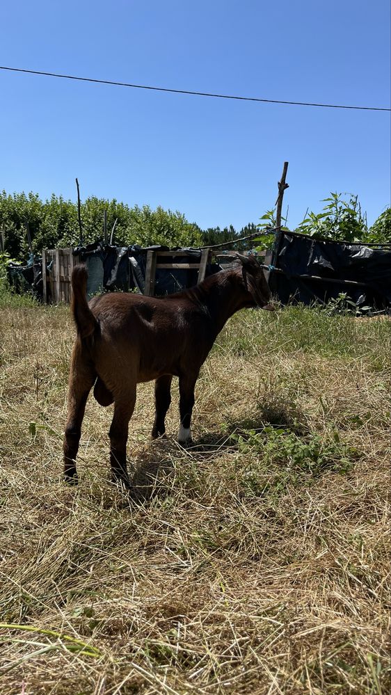 Macho boer       .