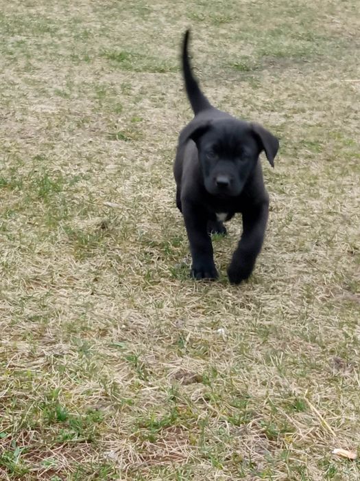 Pieski Szczeniaki w typie Labradora