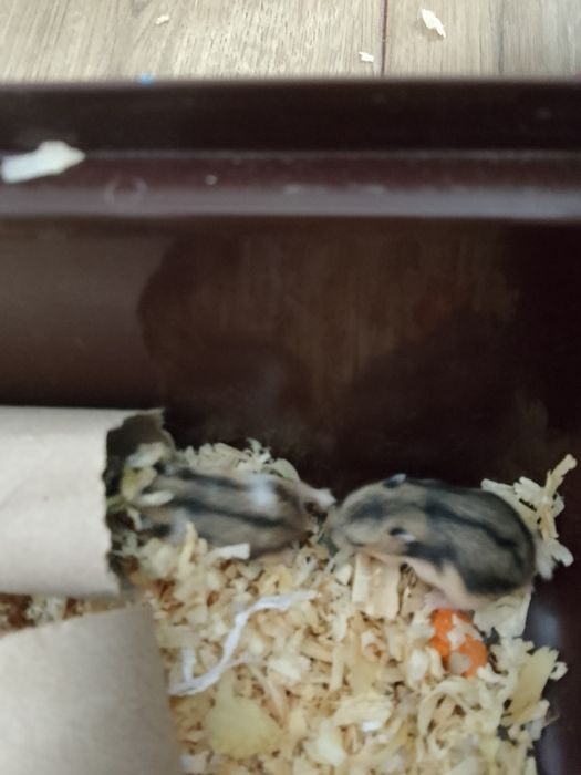 2 małe chomiki dżungarskie