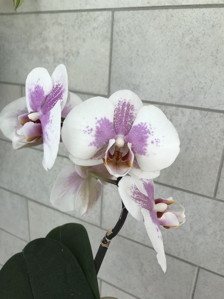 Орхидеи продам