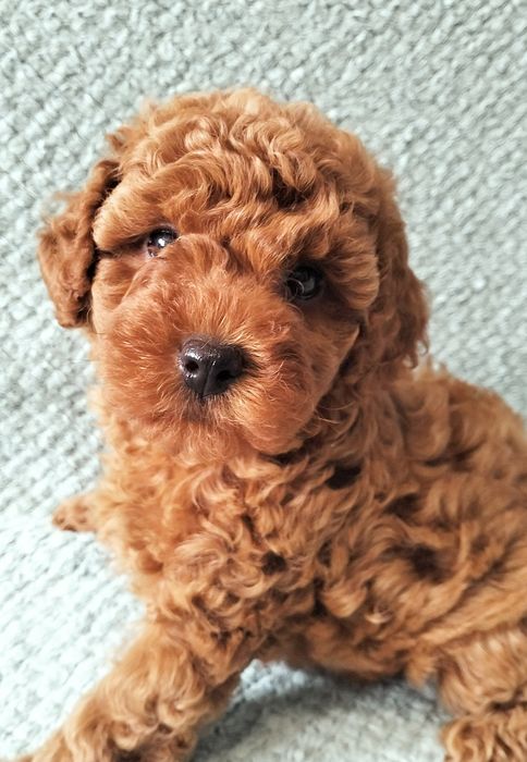 Той пудель. Чудовий хлопчик