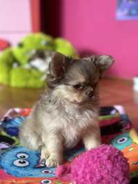 Chihuahua z rodowodem ZKwP/FCI