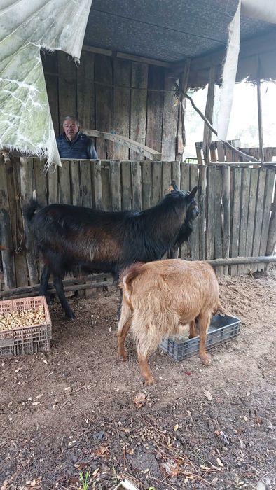Xibo e cabras. Chão Pardo.