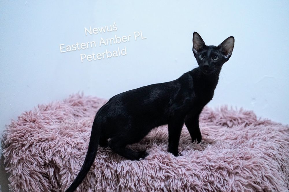 Peterbald orientalny kocurek gotowy do zmiany domku