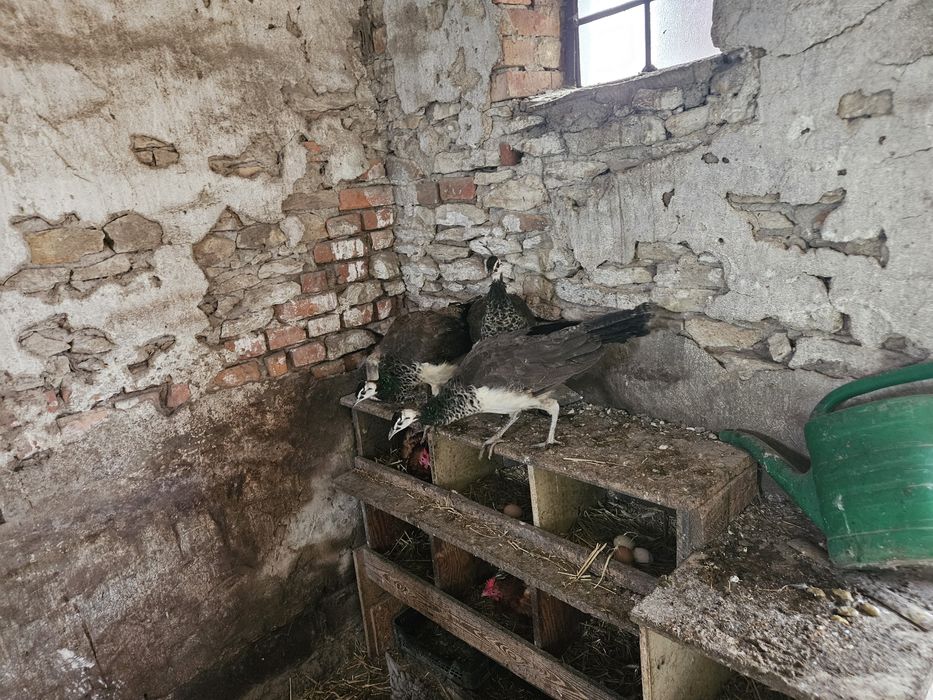 Samce pawia indyjskiego tegoroczne