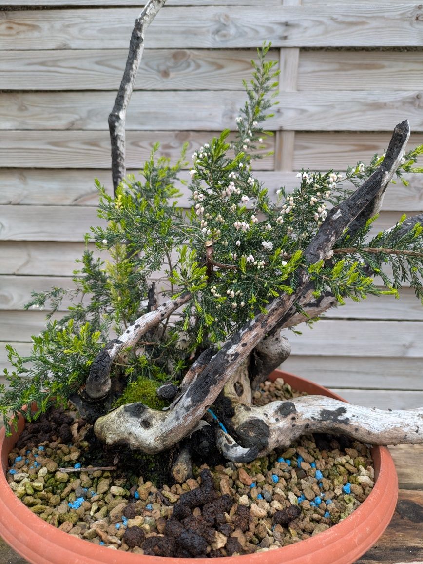 Pré Bonsai de Érica