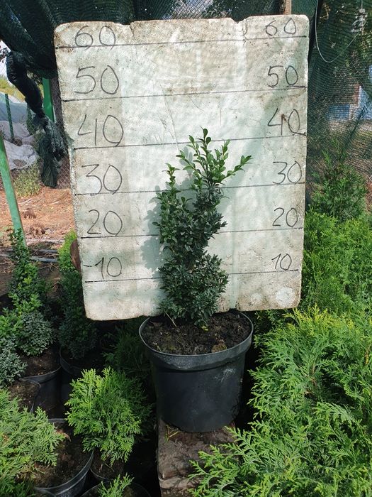 Самшит вечнозелёный 25-30см