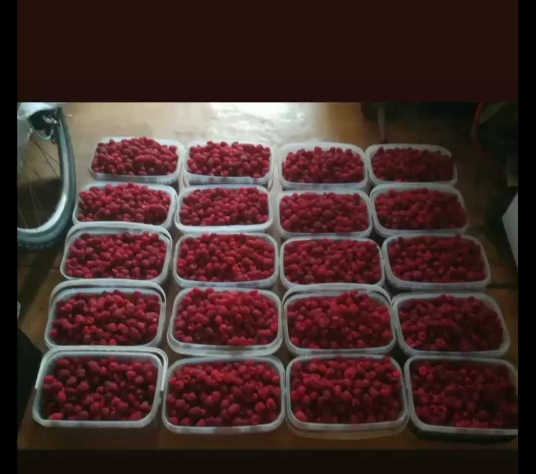Maliny owoce okolice Jasła