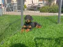 Szczeniak Doberman