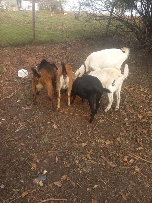 Продам кози козенят.